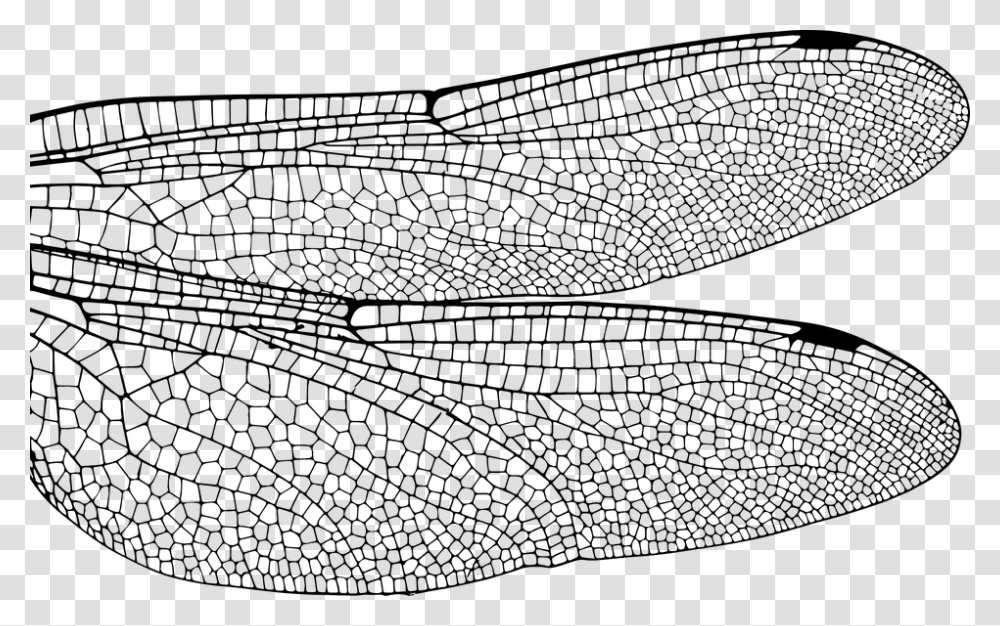 Dragonfly Wing Bug Insect Fly Nature Damselfly Dragonfly Wings Close Up, Gray, World Of Warcraft Transparent Png