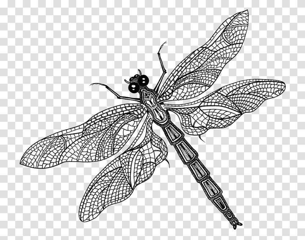 Dragonfly With Butterfly Wings, Insect, Invertebrate, Animal, Anisoptera Transparent Png