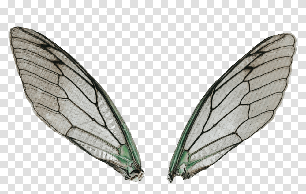 Dragonflywings Wings Fairywings Locustwings Magicwings Net Winged Insects, Invertebrate, Animal, Butterfly, Moth Transparent Png