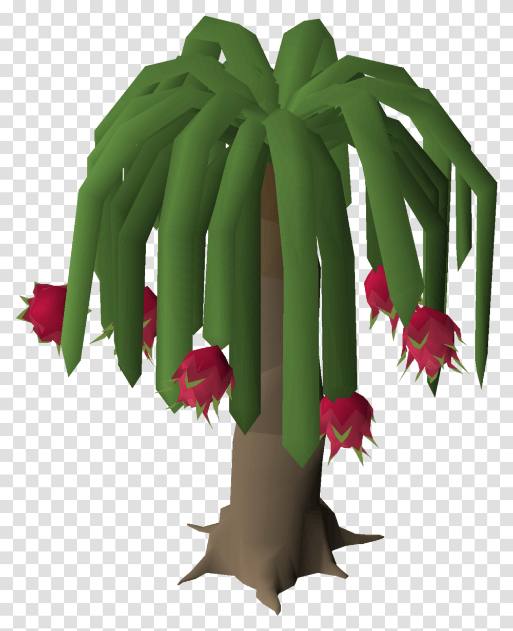Dragonfruit Tree Dragonfruit Tree Runescape, Plant, Palm Tree, Flower, Root Transparent Png