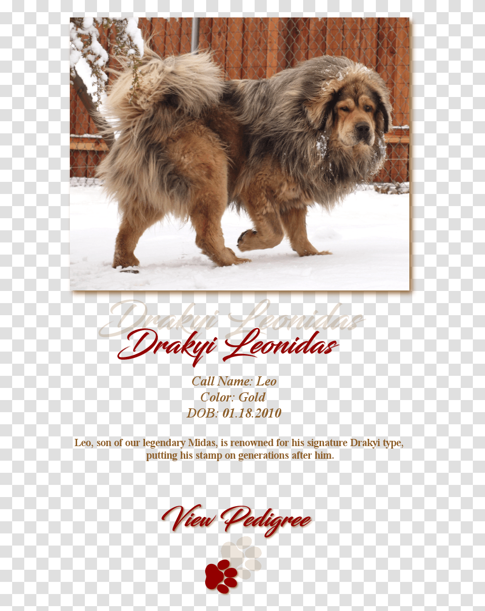 Drakyi Leonidas Masai Lion, Dog, Pet, Canine, Animal Transparent Png