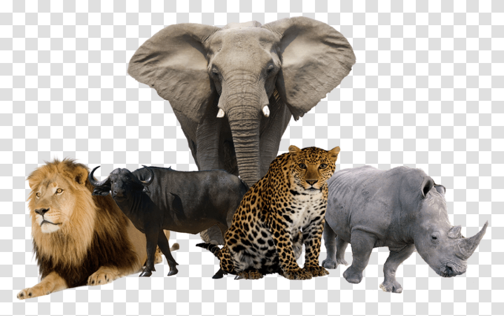 Draw A African Tree Cabeza De Elefante, Lion, Wildlife, Mammal, Animal Transparent Png