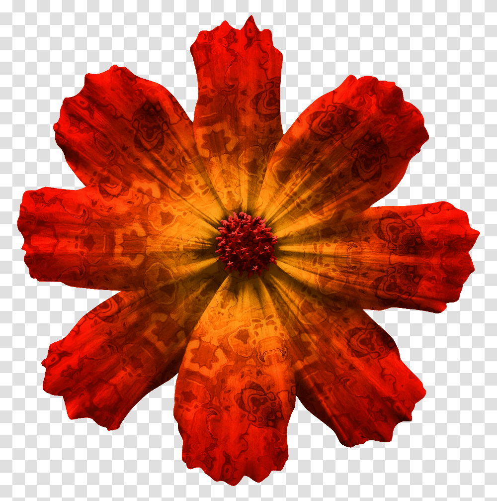 Draw A Cosmos Atrosanguineus Download Cosmos Flower Background, Leaf, Plant, Accessories, Accessory Transparent Png