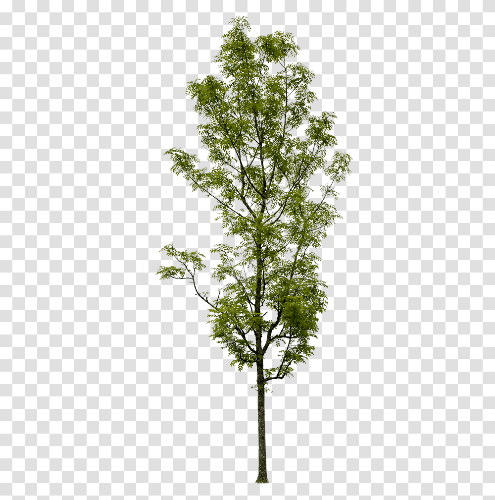 Draw Architectural Small Trees, Plant, Potted Plant, Vase, Jar Transparent Png