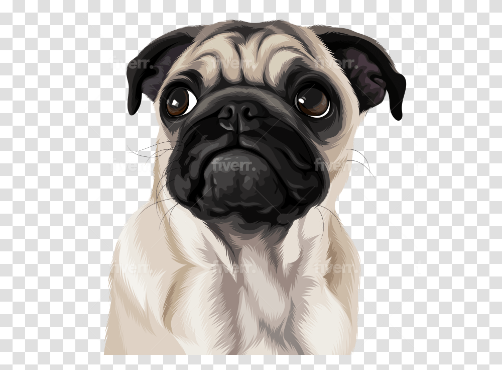 Draw High Quality Vector For Your Pet Or Any Animals Pug, Dog, Canine, Mammal, Person Transparent Png