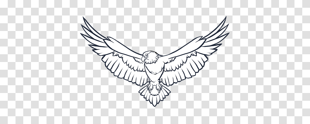 Drawing Animals, Eagle, Bird, Vulture Transparent Png