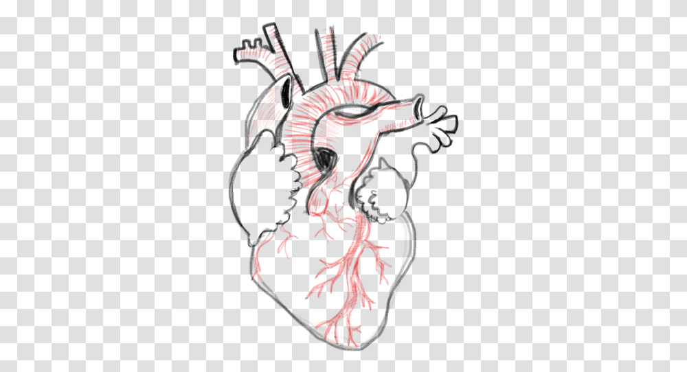 Drawing A Blank Anatomical Heart Number One With Bullet Heart Reference Drawing, Hand, Poster, Advertisement, Fist Transparent Png