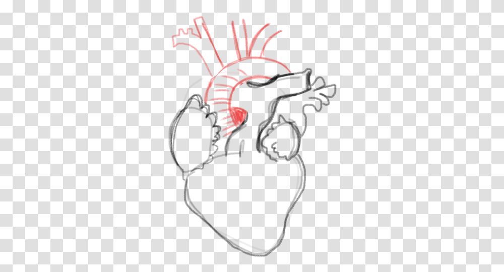 Drawing A Blank Anatomical Heart Number One With Bullet Lovely, Hand, Zebra, Leisure Activities, Graphics Transparent Png