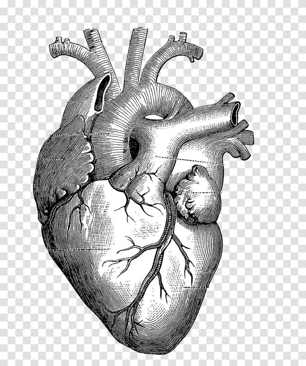 Drawing Anatomy Heart Diagram Heart Anatomy Drawing, Person, Plant, Doodle, Hand Transparent Png