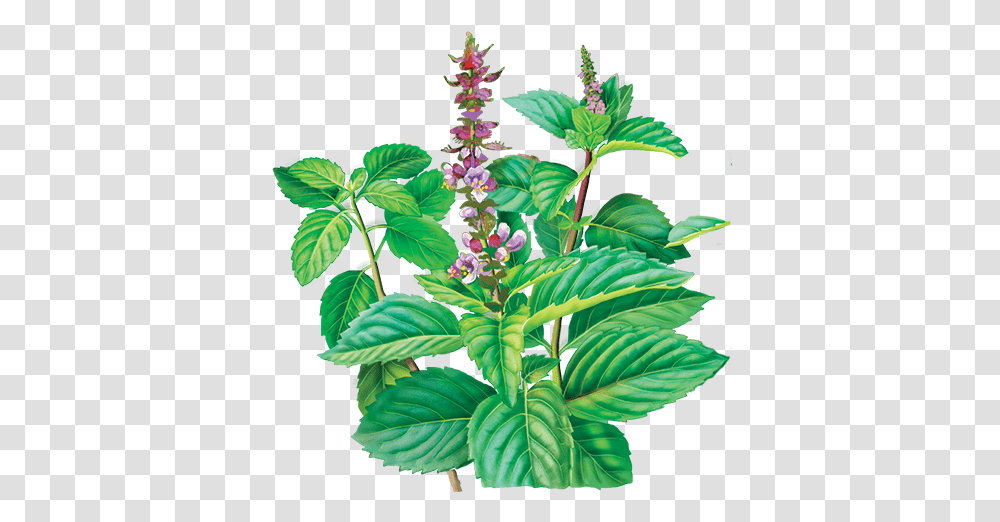 Drawing Basil Flower Basil Tea, Acanthaceae, Plant, Blossom, Lupin Transparent Png
