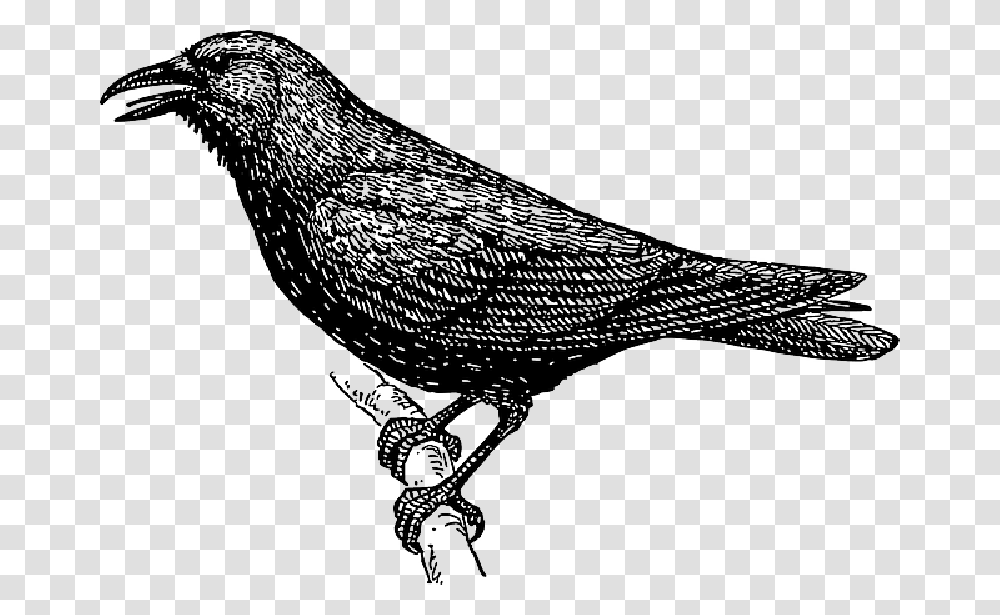 Drawing Bird Branch Crow Wings Tail Feathers Crow Clipart Black And White, Animal, Blackbird, Agelaius, Beak Transparent Png