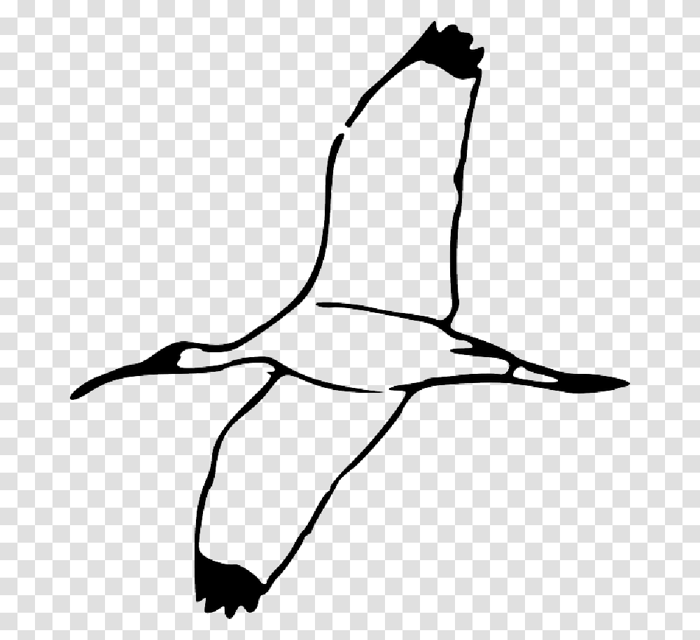 Drawing Bird Wing Fly Flying Book Wood Wings Scarlet Ibis Bird Outline, Animal, Albatross, Swan Transparent Png