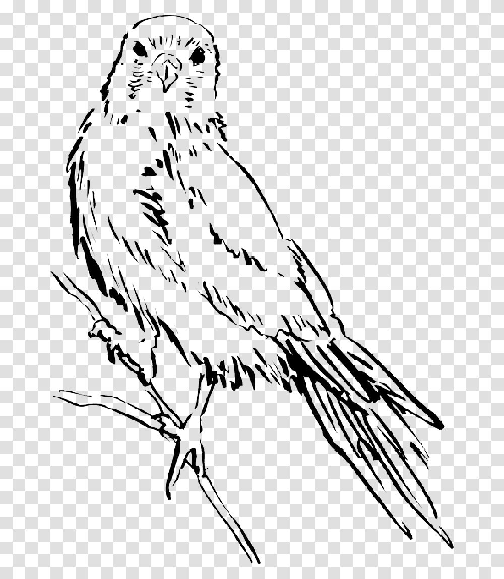 Drawing Bird Wings Animal Staring Feathers Risunki Ptic I Zhivotnih Transparent Png