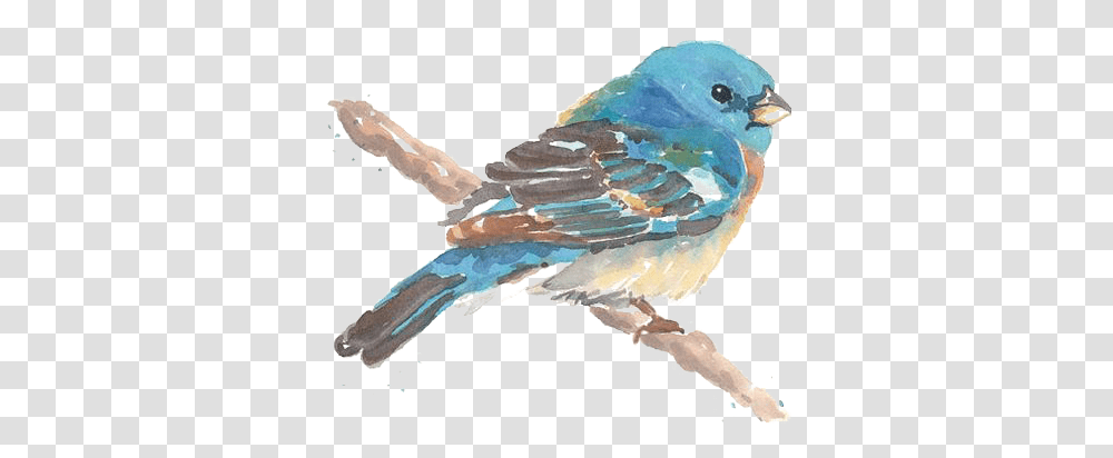 Drawing Birds Blue Bird Birds Painting Watercolor, Bluebird, Animal, Jay Transparent Png
