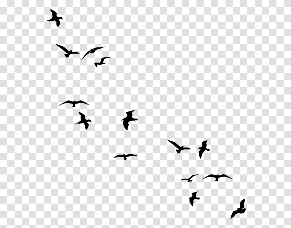 Drawing Birds Silhouette, Gray, World Of Warcraft Transparent Png