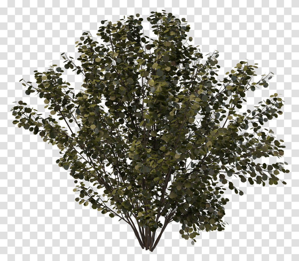 Drawing Bushes Creosote Bush Oak, Nature, Mineral, Pattern, Outdoors Transparent Png
