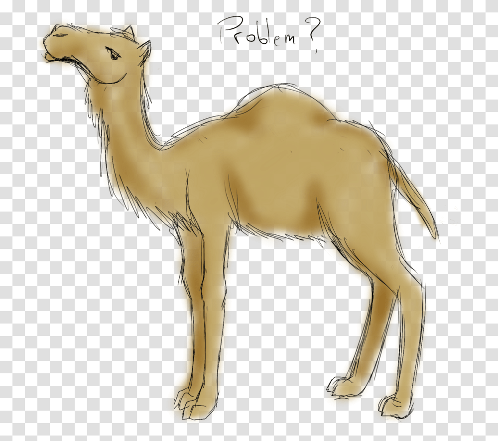 Drawing Camels Sketch Australian Feral Camel Drawings, Mammal, Animal, Antelope, Wildlife Transparent Png
