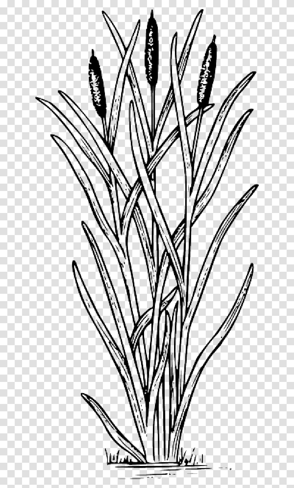 Drawing Cattail Clip Art Image Cattail Clipart, Plant, Grass, Food, Flower Transparent Png