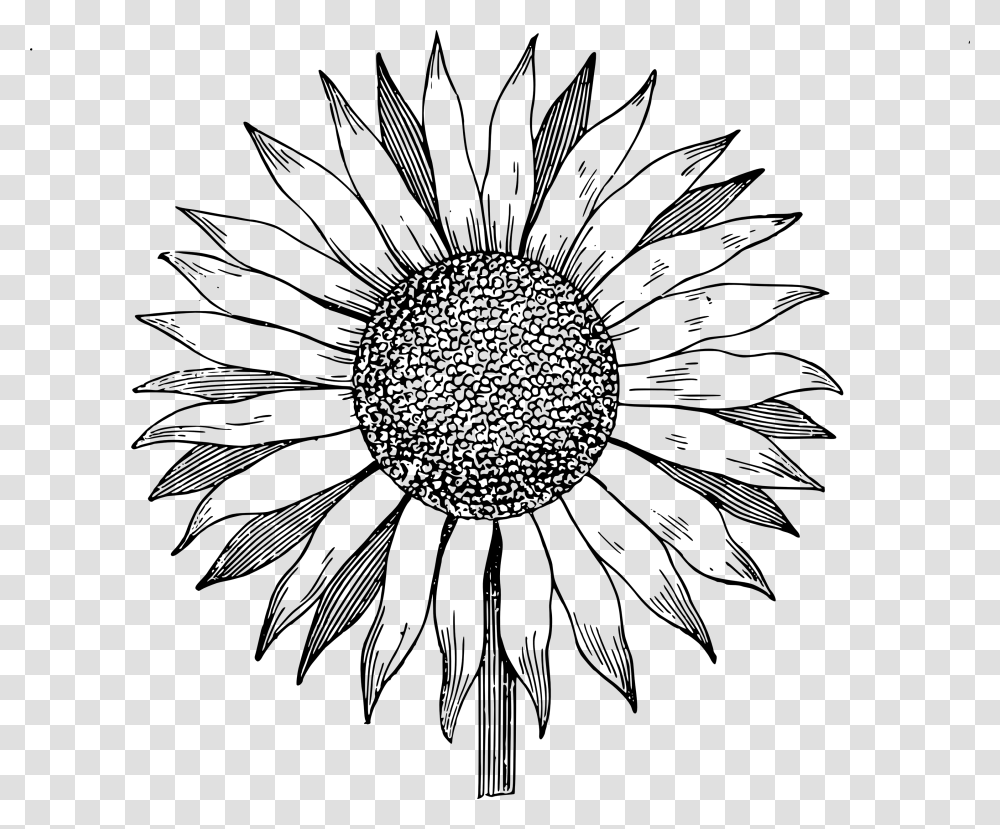 Drawing Clipart Sunflower, Silhouette, Stencil, Cross Transparent Png