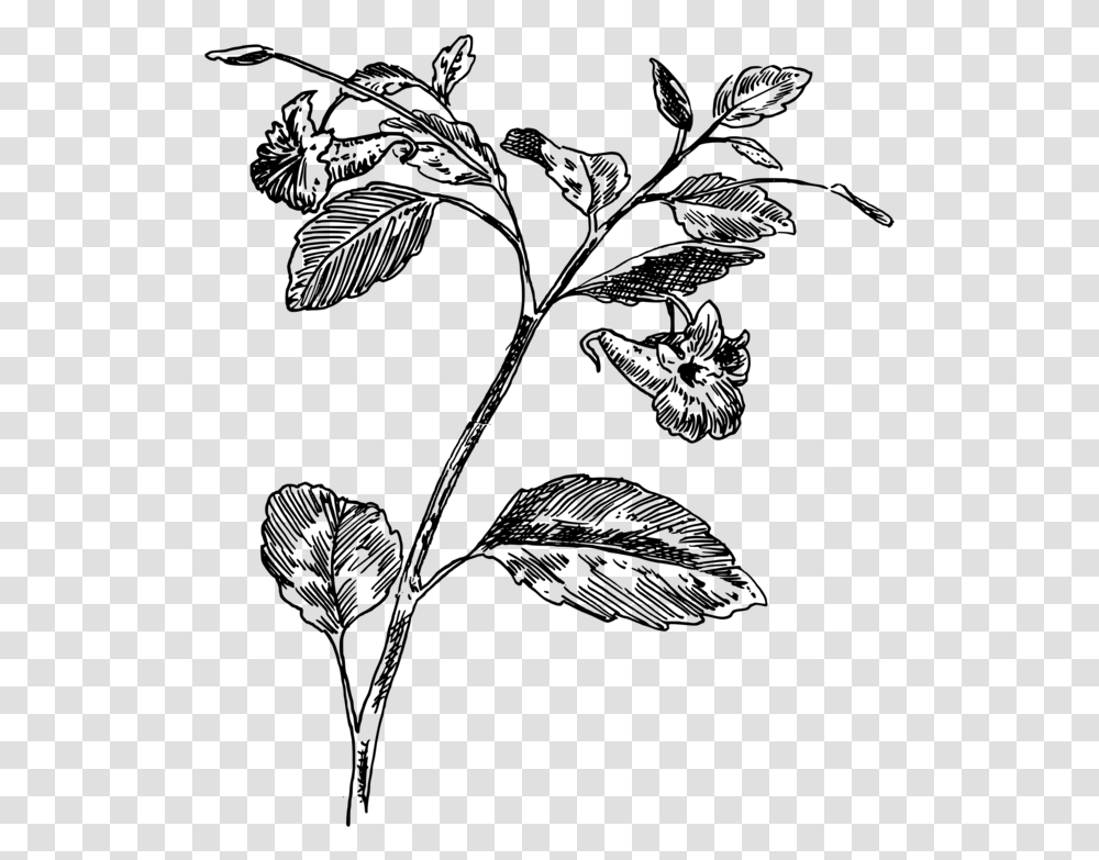 Drawing Computer Icons Medicinal Plants Herb Herb Line Art, Gray Transparent Png