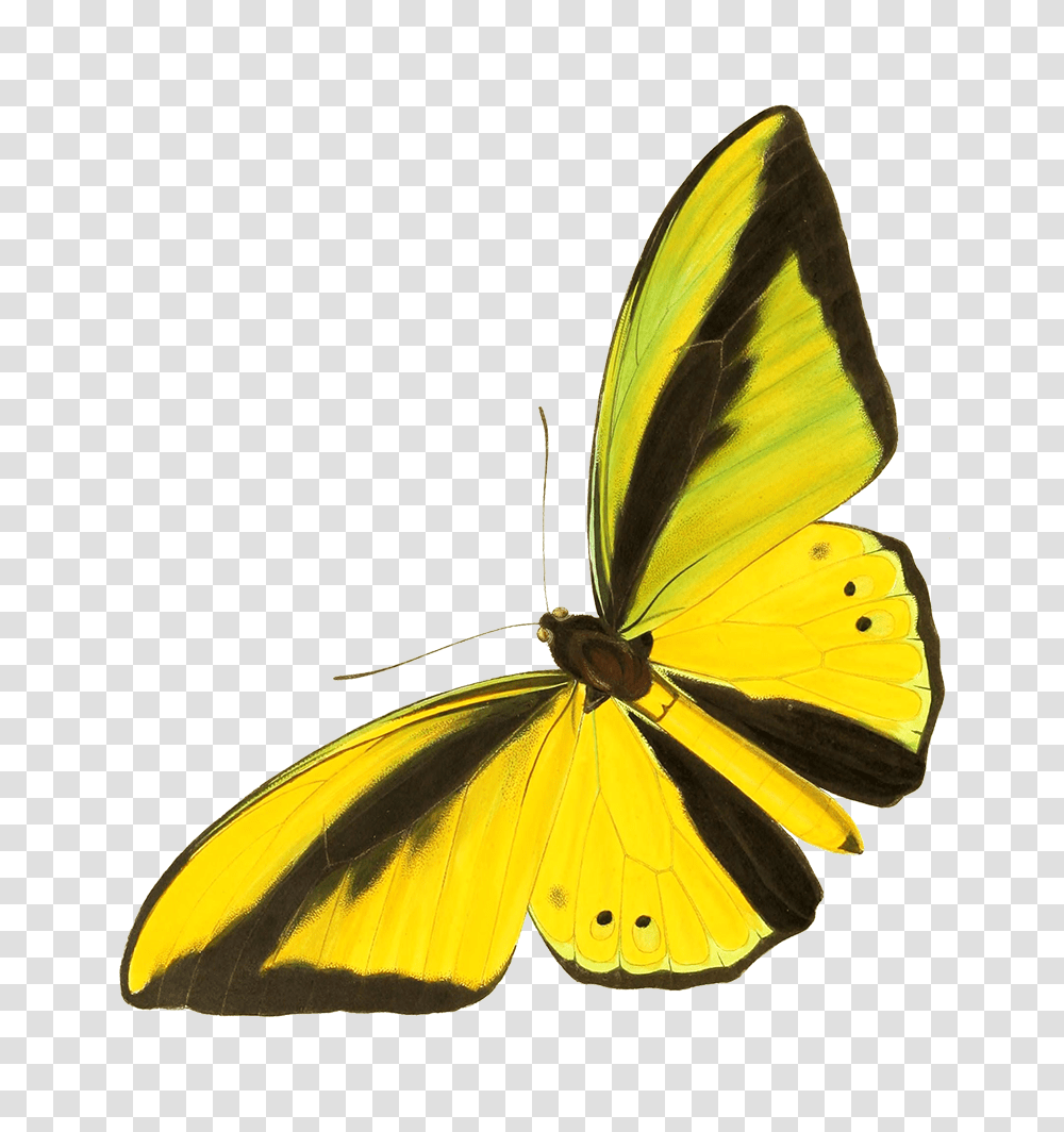 Drawing Cut Out Yellow Butterfly Lycaenid, Insect, Invertebrate, Animal, Monarch Transparent Png