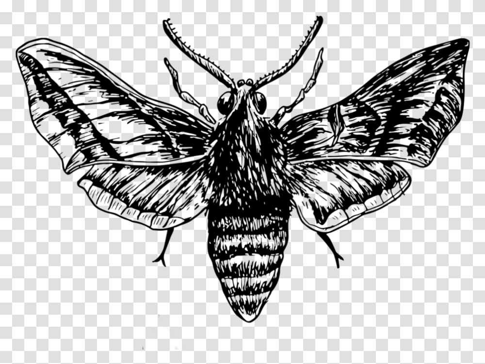 Drawing Download Moth Drawing, Outdoors, Nature, Musician, Musical Instrument Transparent Png