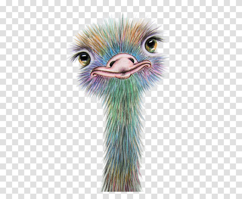 Drawing Feather Ostrich Cute Ostrich, Bird, Animal, Chicken, Poultry Transparent Png