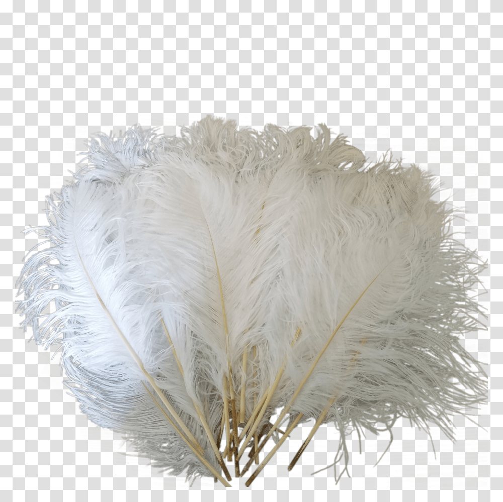 Drawing Feather Ostrich Ostrich Feathers Transparent Png