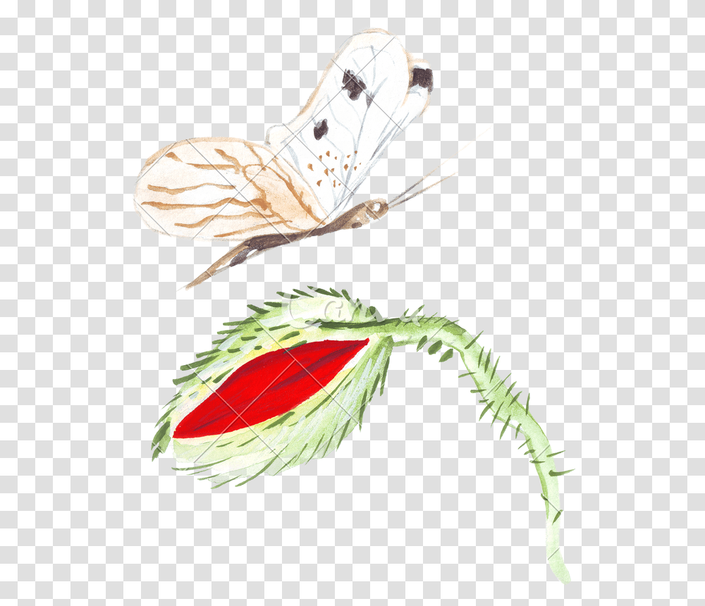 Drawing Feather Sketch Illustration, Butterfly, Insect, Invertebrate, Animal Transparent Png