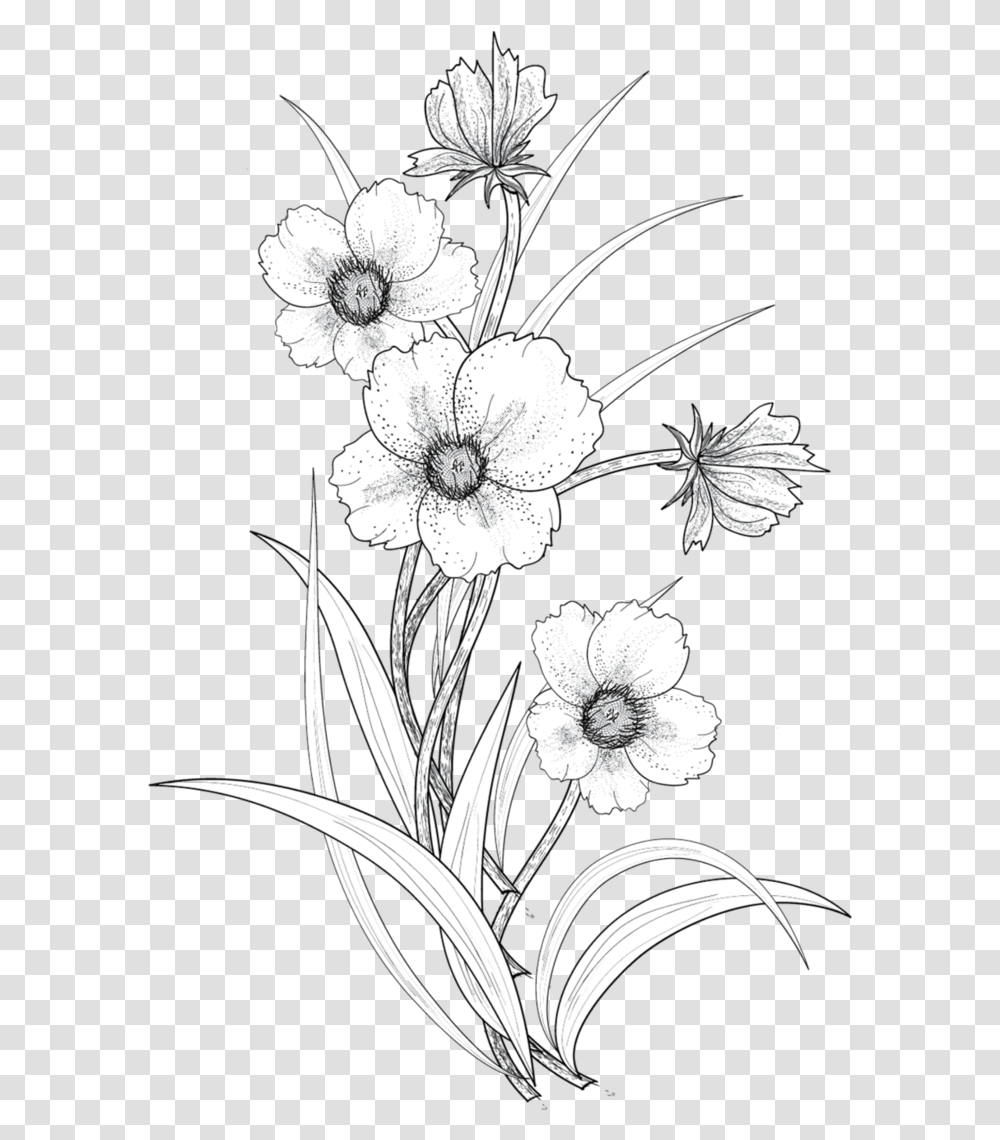 Drawing Flower Line Art Flower Drawing, Plant, Blossom, Floral Design Transparent Png