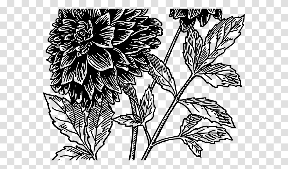 Drawing Flowers Dahlia Black Dahlia Flower Drawing, Gray, World Of Warcraft Transparent Png
