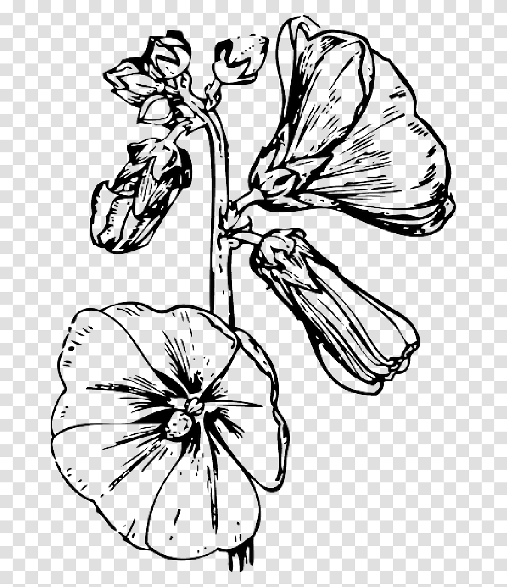 Drawing Flowers Outline Drawings Of Hollyhocks, Plant, Petal, Herbal, Herbs Transparent Png