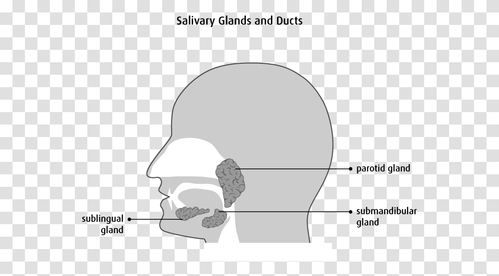 Drawing Fluid Saliva Diagram, Light, Baseball Cap, Hat, Clothing Transparent Png