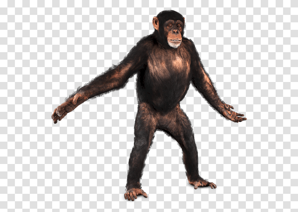 Drawing Gorillas Chimpanzee Chimpanzee, Ape, Wildlife, Mammal, Animal Transparent Png