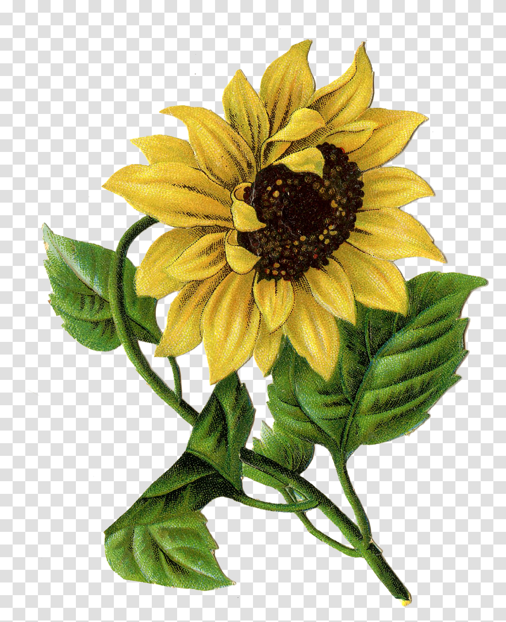 Drawing In Format With Sunflower Drawing, Plant, Blossom, Daisy, Daisies Transparent Png