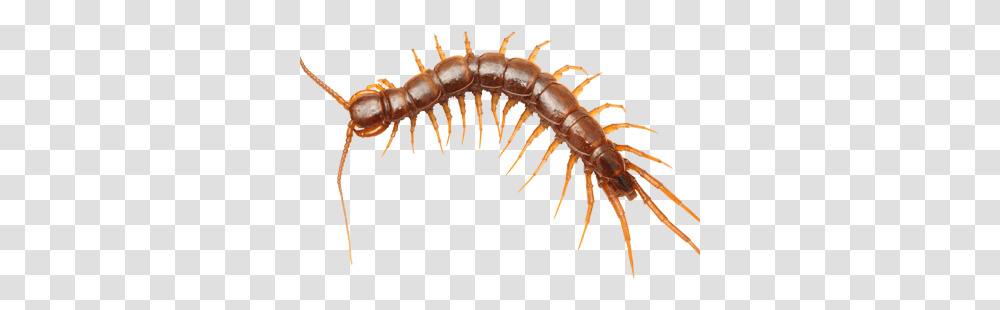 Drawing Insects Centipede Centipedes, Animal, Invertebrate, Termite Transparent Png