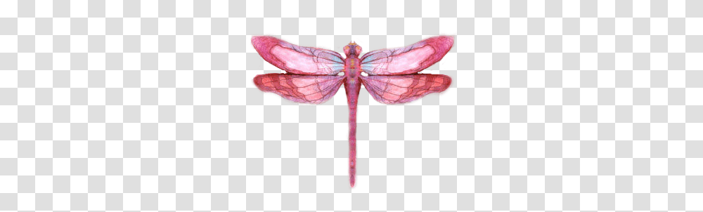 Drawing Insects Dragonfly & Clipart Free Watercolor Dragonfly Background, Invertebrate, Animal, Anisoptera Transparent Png