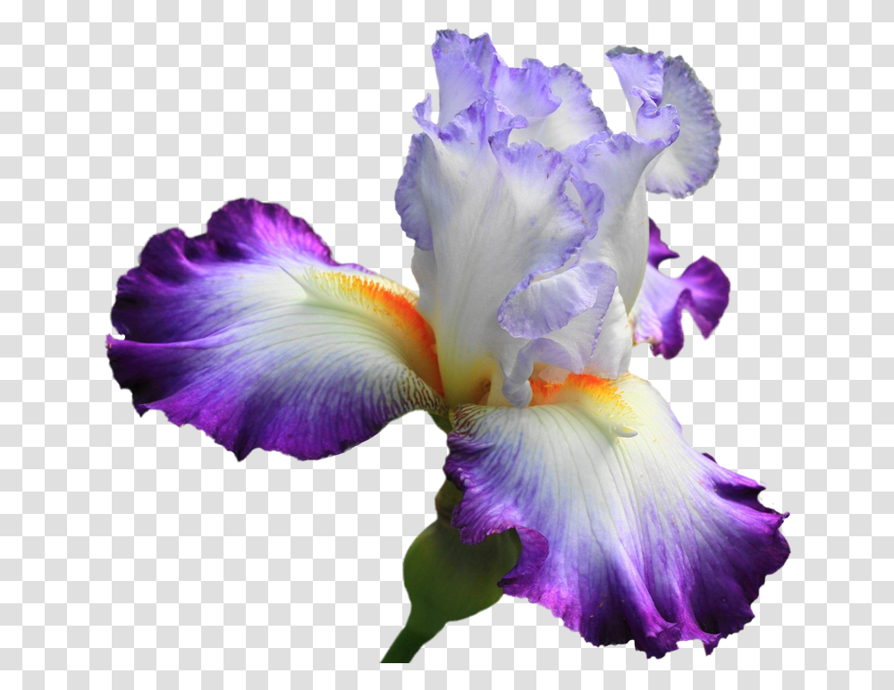Drawing Irises Purple Iris Flower, Plant, Blossom, Petal, Bird Transparent Png