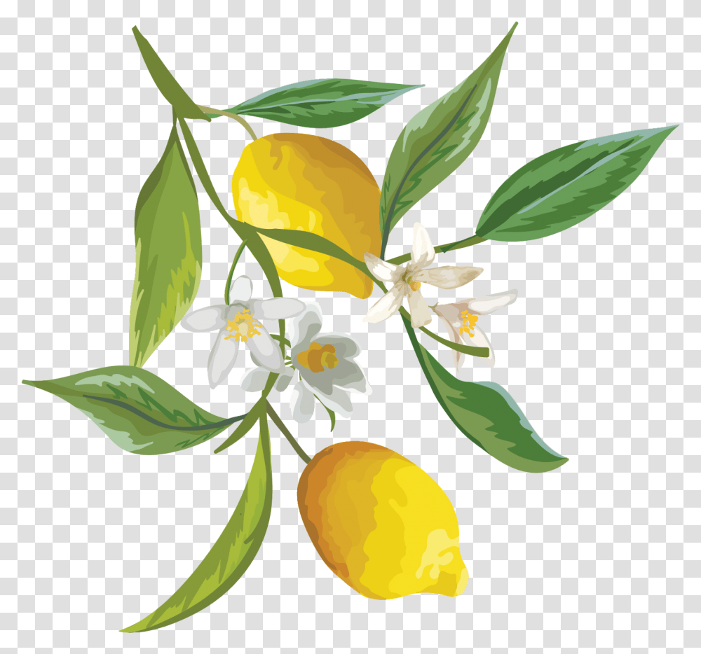 Drawing Lemons Citrus & Clipart Free Watercolor Lemon Branch, Plant, Citrus Fruit, Food, Flower Transparent Png