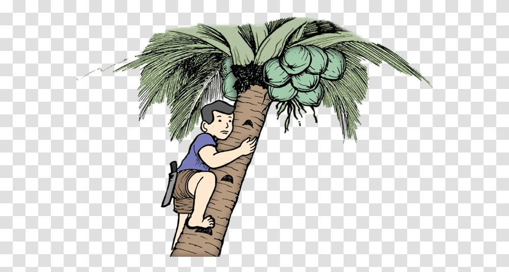 Drawing Man Climbing A Tree, Plant, Palm Tree, Arecaceae, Person Transparent Png