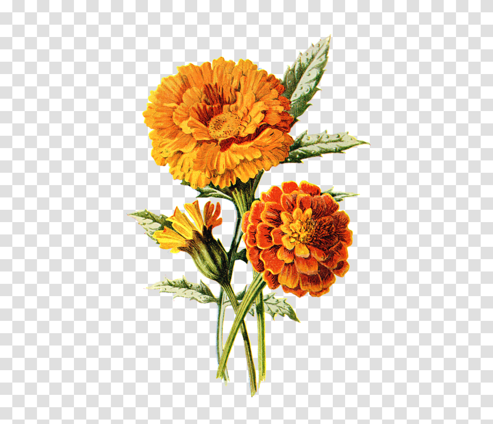 Drawing Marigold Flower, Plant, Dahlia, Blossom Transparent Png