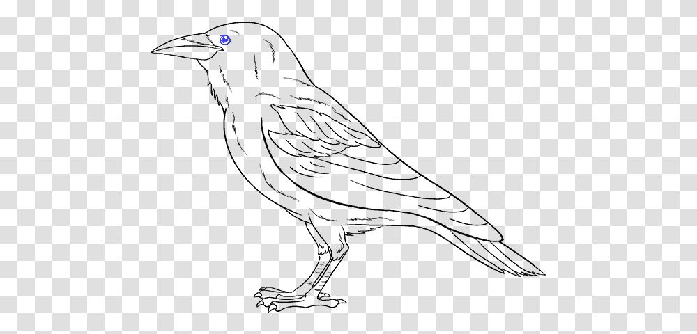 Drawing Marker Bird Drawing Raven, Outdoors, Nature, Astronomy, Gray Transparent Png