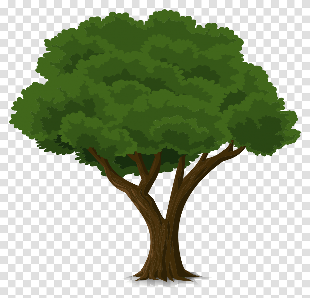 Drawing Of A Tall Tree With Deep Foliage Free Image, Plant, Vegetation, Woodland, Outdoors Transparent Png