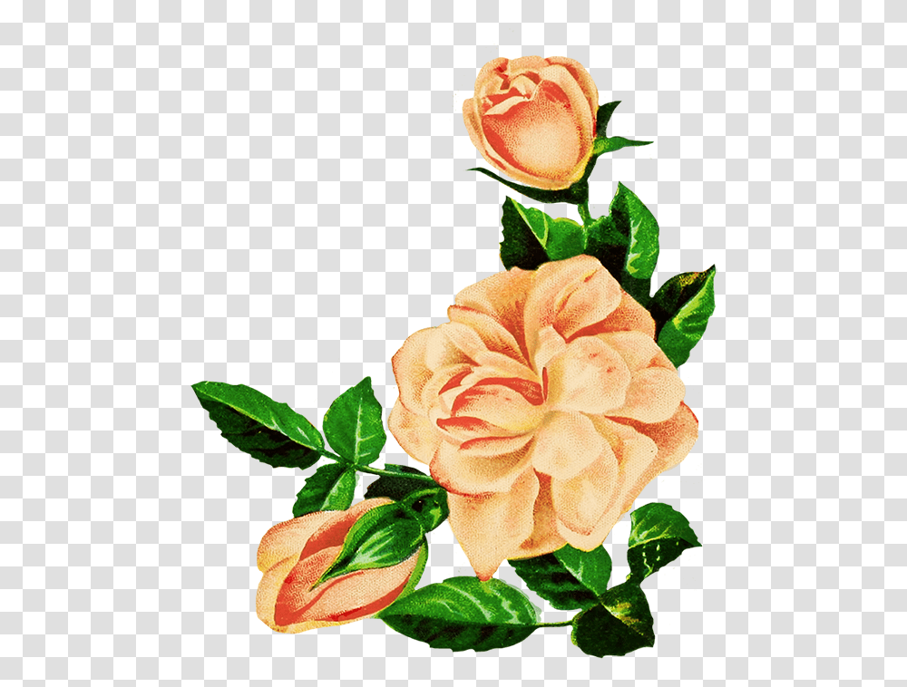 Drawing Of Pink Roses Flower Rose Drawing, Plant, Blossom, Petal, Flower Arrangement Transparent Png