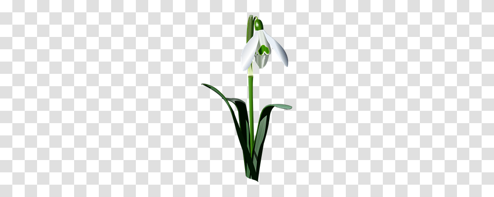 Drawing Of Realistic Snowdrop Nature, Plant, Flower, Amaryllidaceae Transparent Png