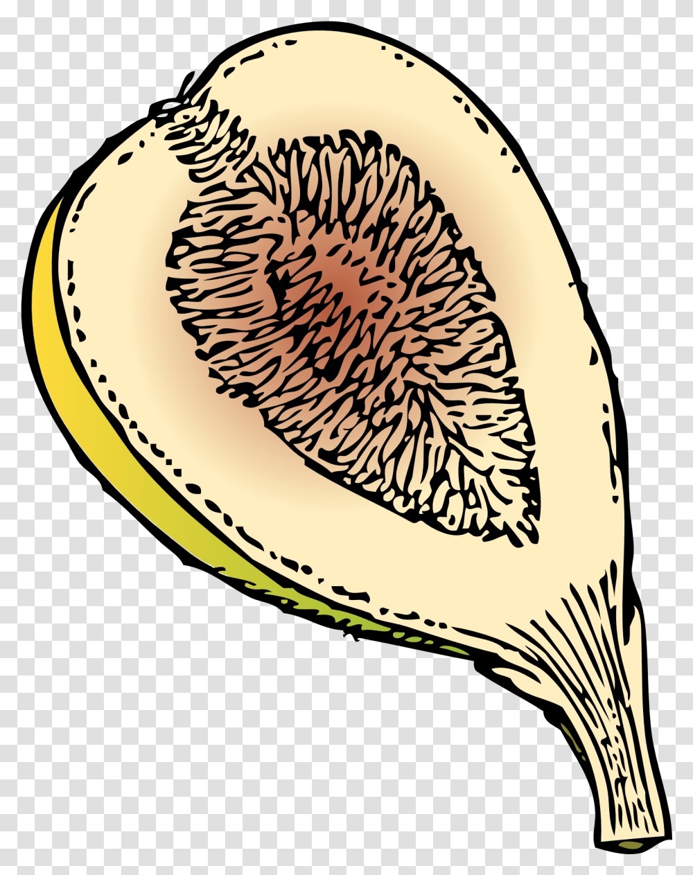 Drawing Of Ripe Sweet Fig Fruit Fig Clip Art, Plant, Food, Papaya Transparent Png