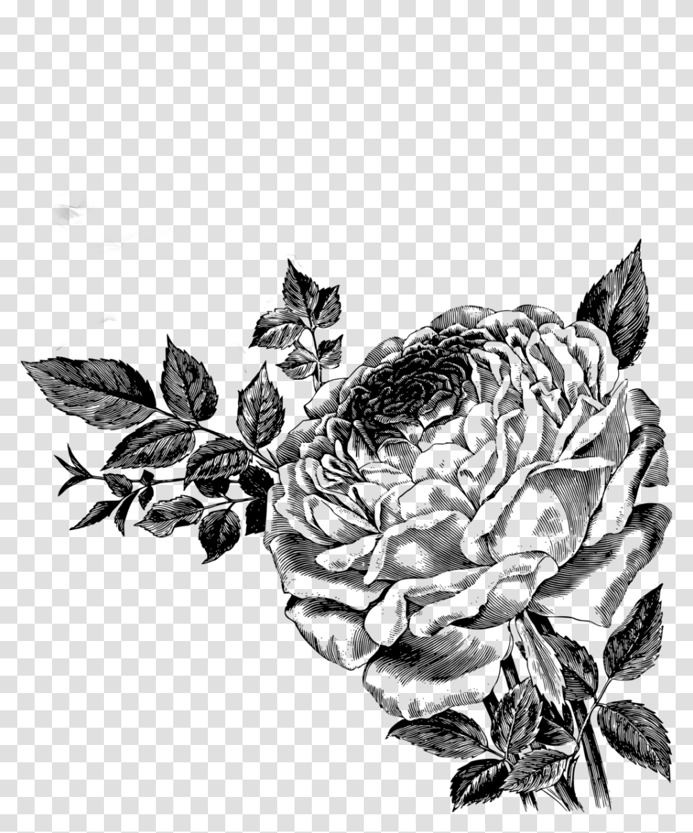 Drawing Of Roses Vector Clipart Black Rose Free Vector, Gray, World Of Warcraft Transparent Png