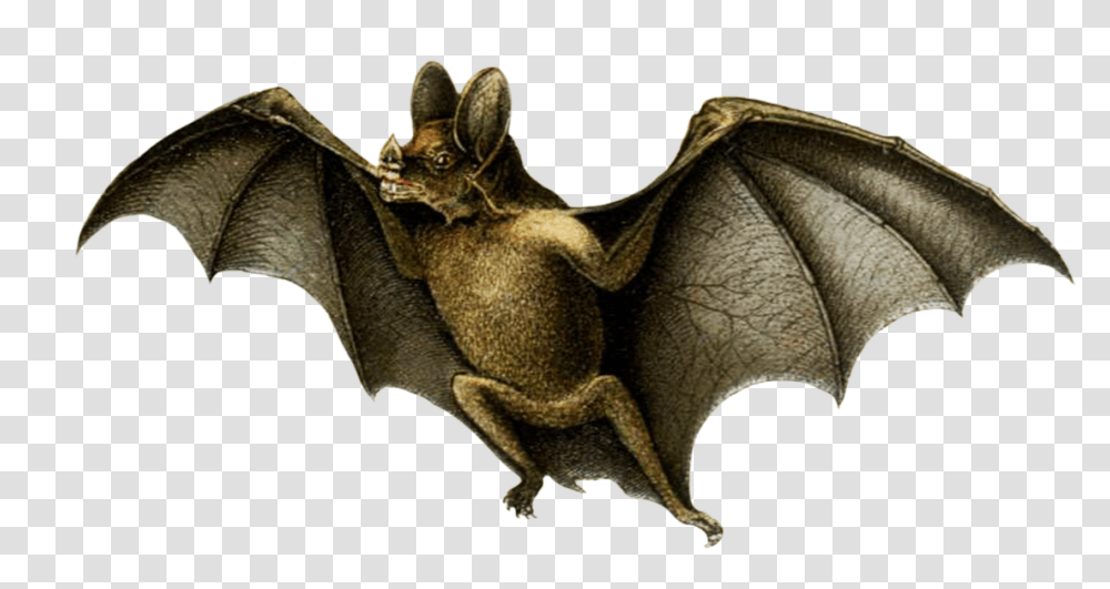 Drawing Of Vampire Bat Vampire Bat White Background, Wildlife, Animal, Mammal, Statue Transparent Png