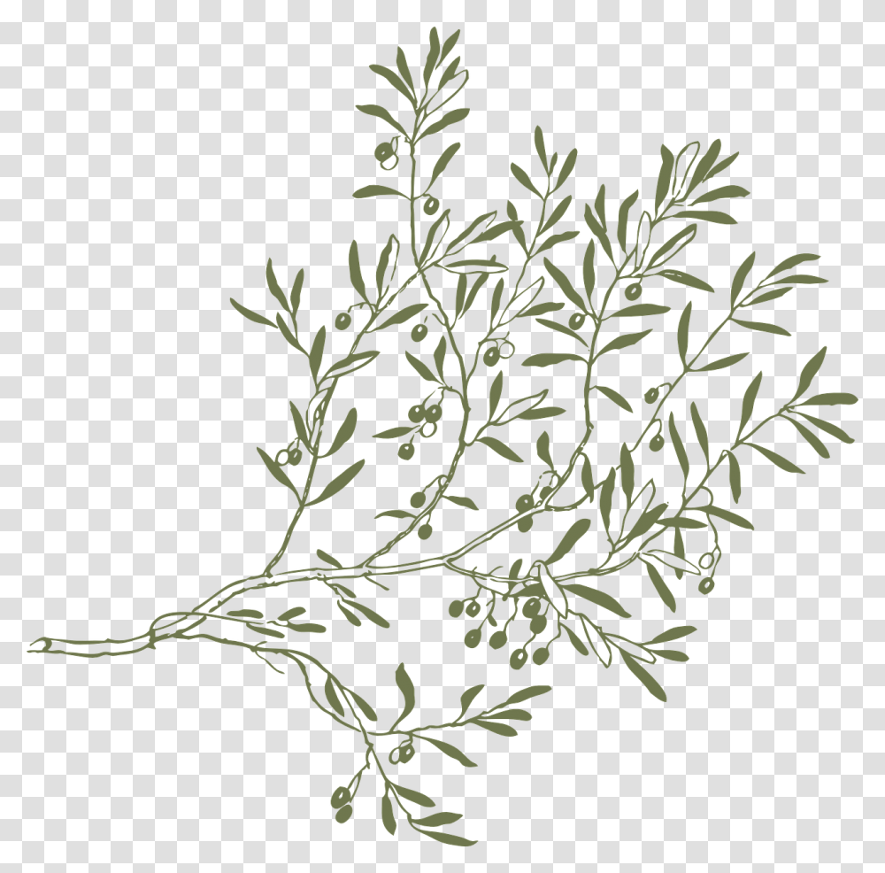 Drawing Olive Tree Branches, Plant, Flower, Weed, Grass Transparent Png