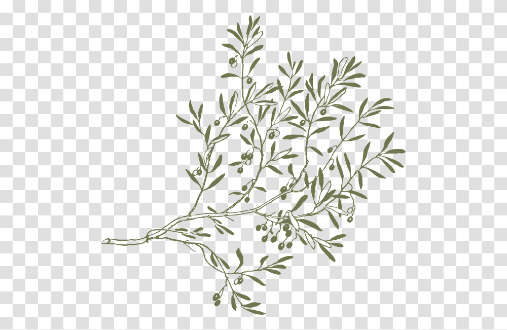 Drawing Olive Tree Branches, Plant, Vase, Jar, Pottery Transparent Png